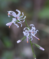 Ainsliaea cordifolia
