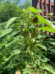 Physalis angulata