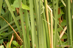 Typha