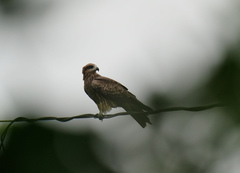 Milvus migrans formosanus