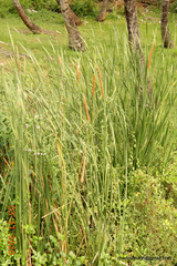 Typha