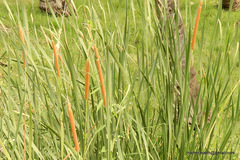Typha