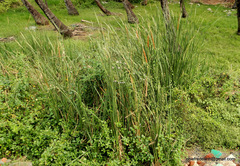 Typha