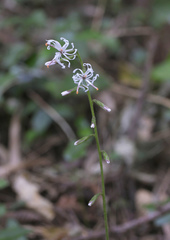 Ainsliaea cordifolia