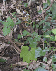 Ainsliaea cordifolia