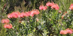 Leucospermum × hybridum
