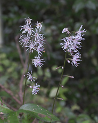 Ainsliaea cordifolia