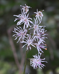 Ainsliaea cordifolia
