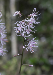Ainsliaea cordifolia