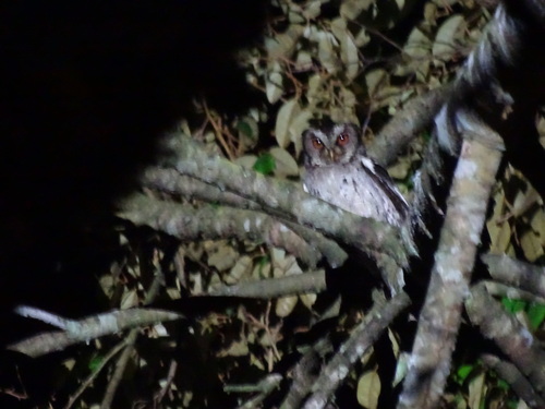 Soendadwergooruil (Otus lempiji)