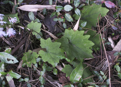 Ainsliaea cordifolia