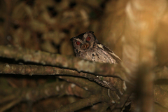 Otus lempiji