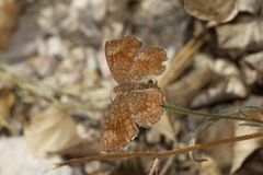 Calephelis arizonensis