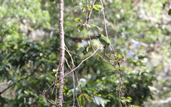 Psilopogon javensis