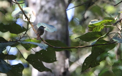 Ficedula westermanni