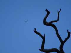 Microhierax fringillarius