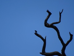 Microhierax fringillarius