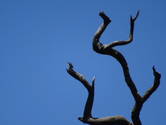 Microhierax fringillarius