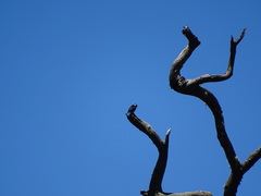 Microhierax fringillarius