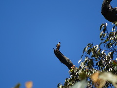 Microhierax fringillarius