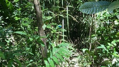 Morpho menelaus amathonte