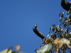 Microhierax fringillarius