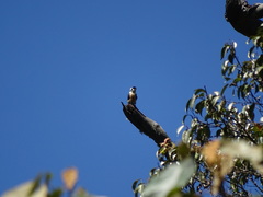 Microhierax fringillarius