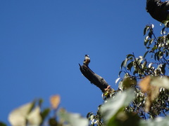 Microhierax fringillarius