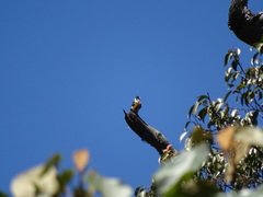 Microhierax fringillarius