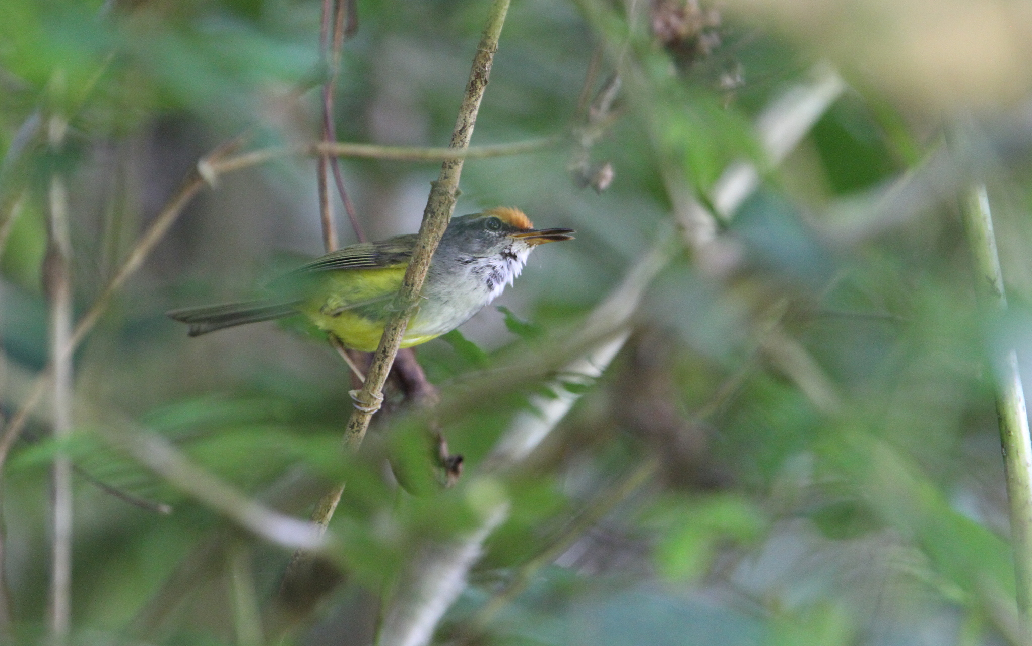 Mountain Tailorbird