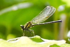 Onychargia atrocyana