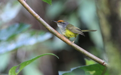 Phyllergates cucullatus