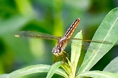 Brachythemis contaminata