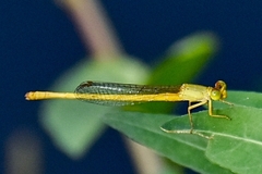 Ceriagrion coromandelianum