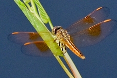 Brachythemis contaminata