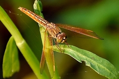 Brachythemis contaminata