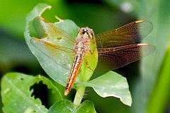 Brachythemis contaminata