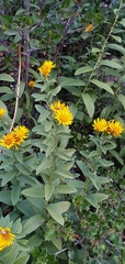 Inula