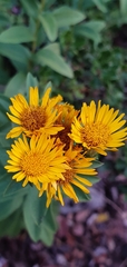Inula