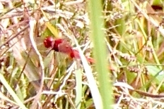 Crocothemis servilia