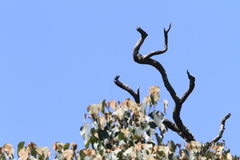 Microhierax fringillarius