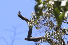 Microhierax fringillarius