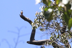 Microhierax fringillarius