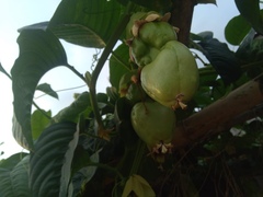 Passiflora quadrangularis