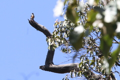 Microhierax fringillarius