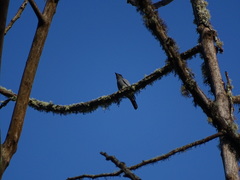 Coracina larvata larvata