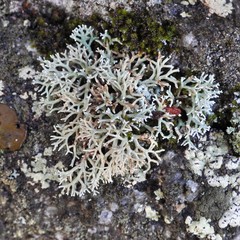 Sphaerophorus fragilis