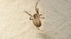 Zygiella x-notata