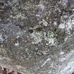 Sphaerophorus fragilis