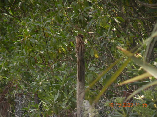 Striped Cuckoo